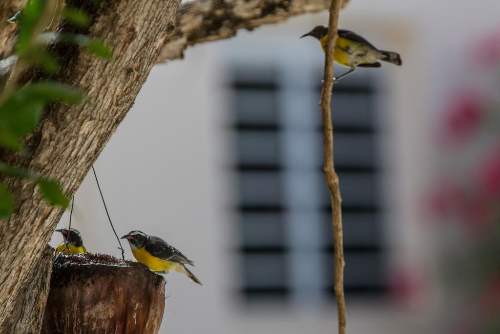 Hamlet Oasis Resort Kralendijk na wyspie Bonaire Zewnętrze zdjęcie